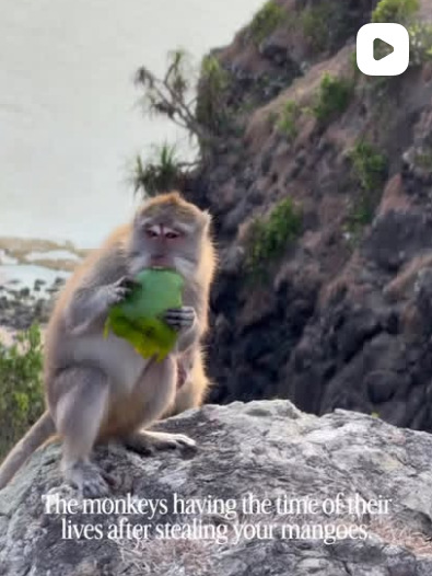 Reel: the monkeys having the time of their lives after stealing your mangoes
