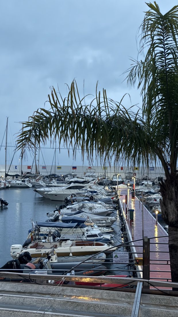 Yachts in the marina framed by a palm